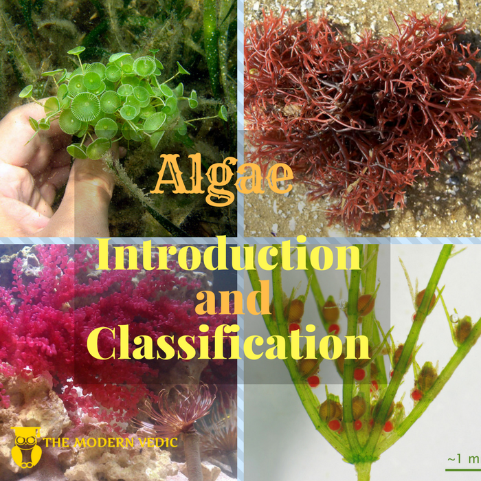 what-is-algae-what-are-the-types-of-algae-how-do-we-classify-algae